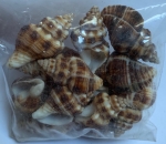 Muscheln braun